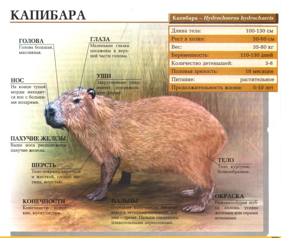 Бобер улыбается