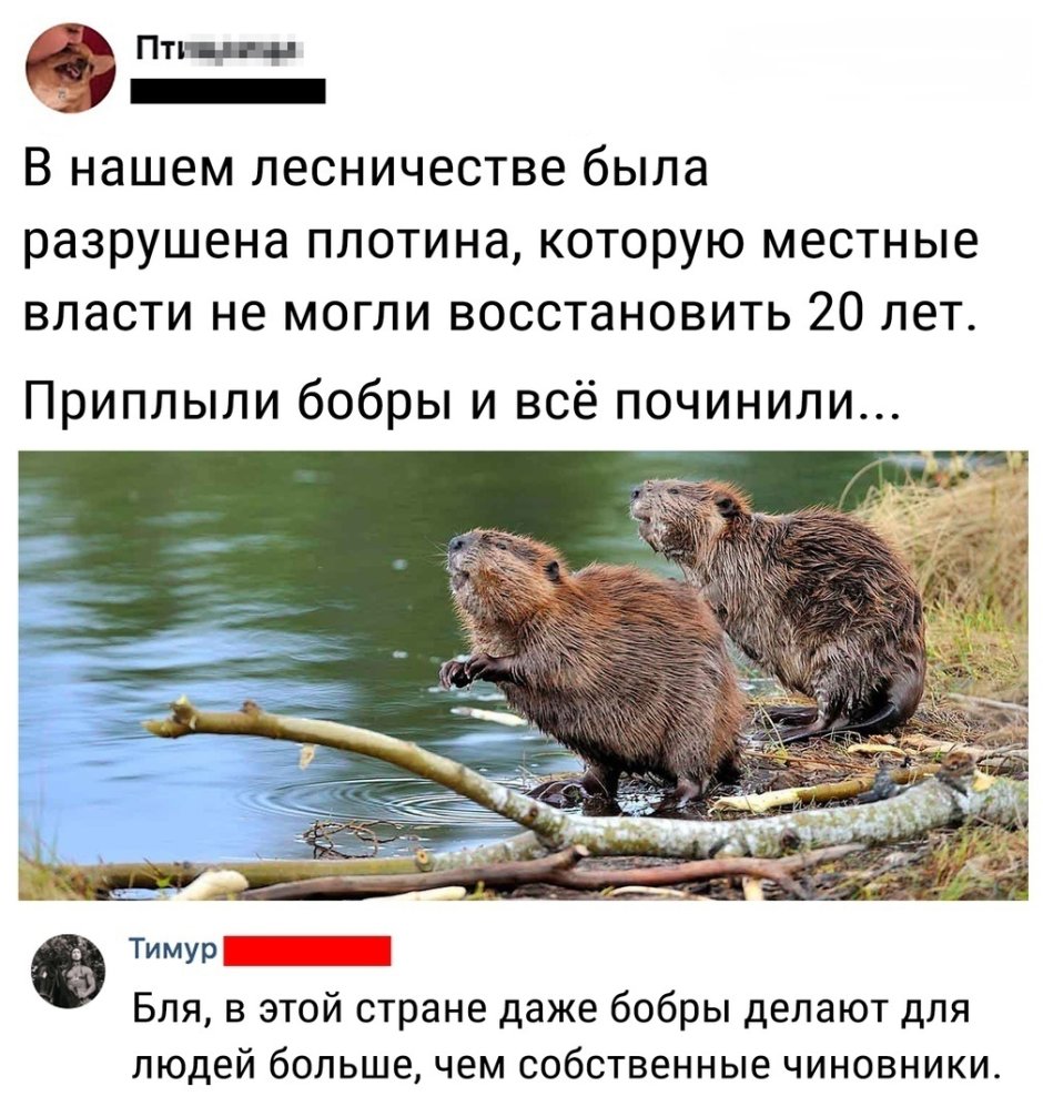 Ава бобра