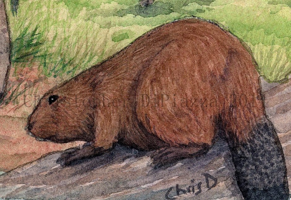 Гигантский Бобр Castoroides