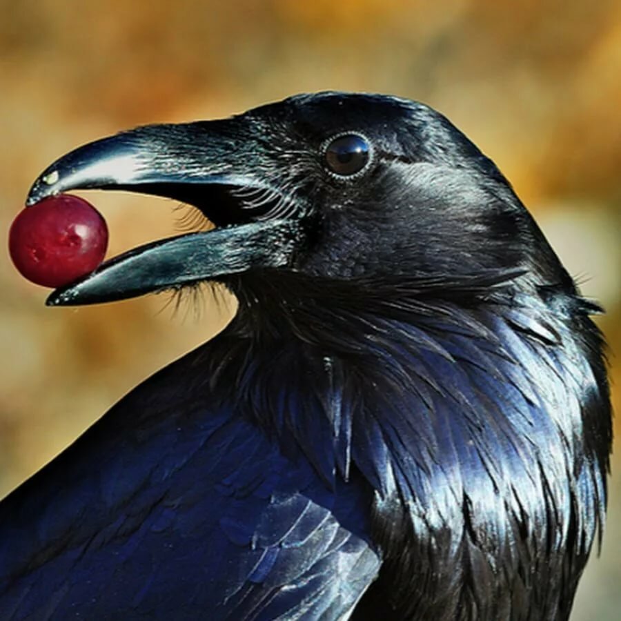 Зимующие птицы ворона