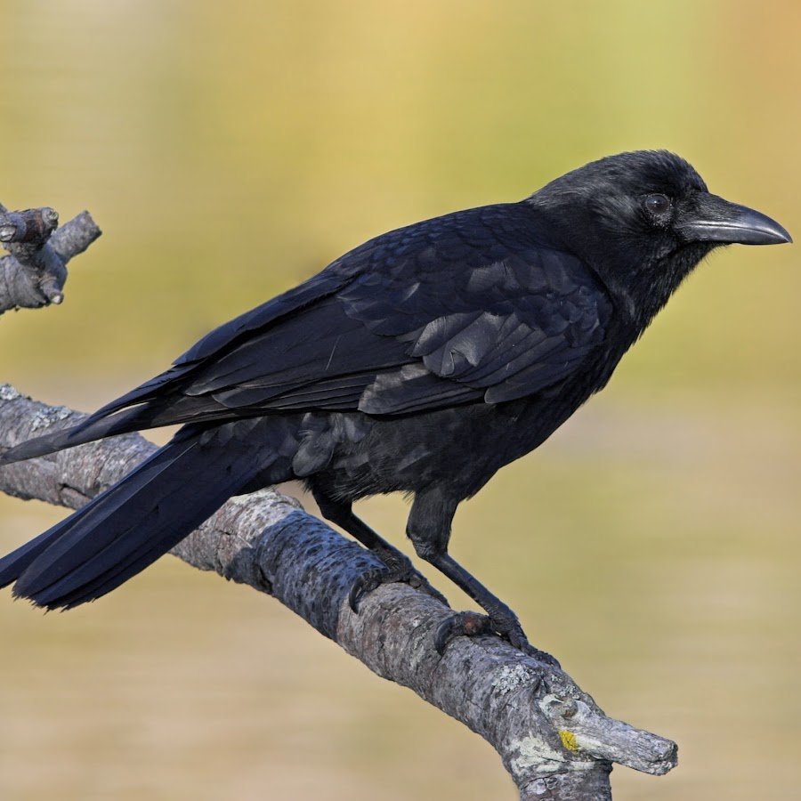 Ворона мама