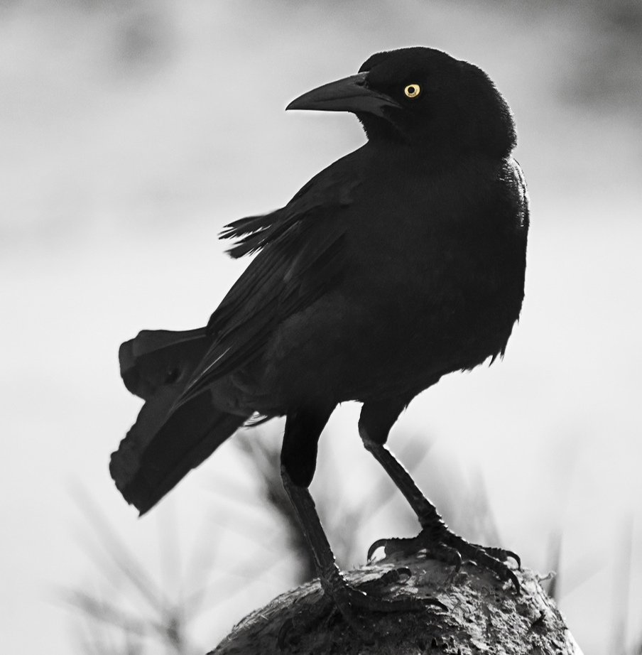 Черная птица