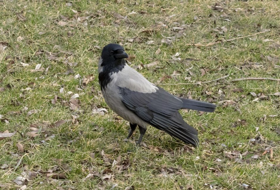 Лесная ворона