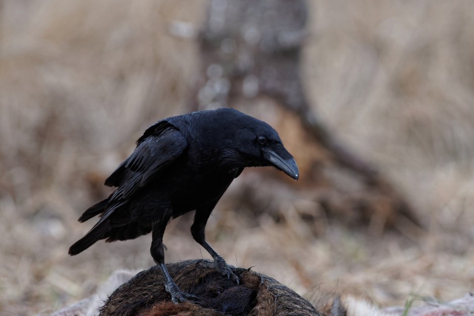 Ареал ворона