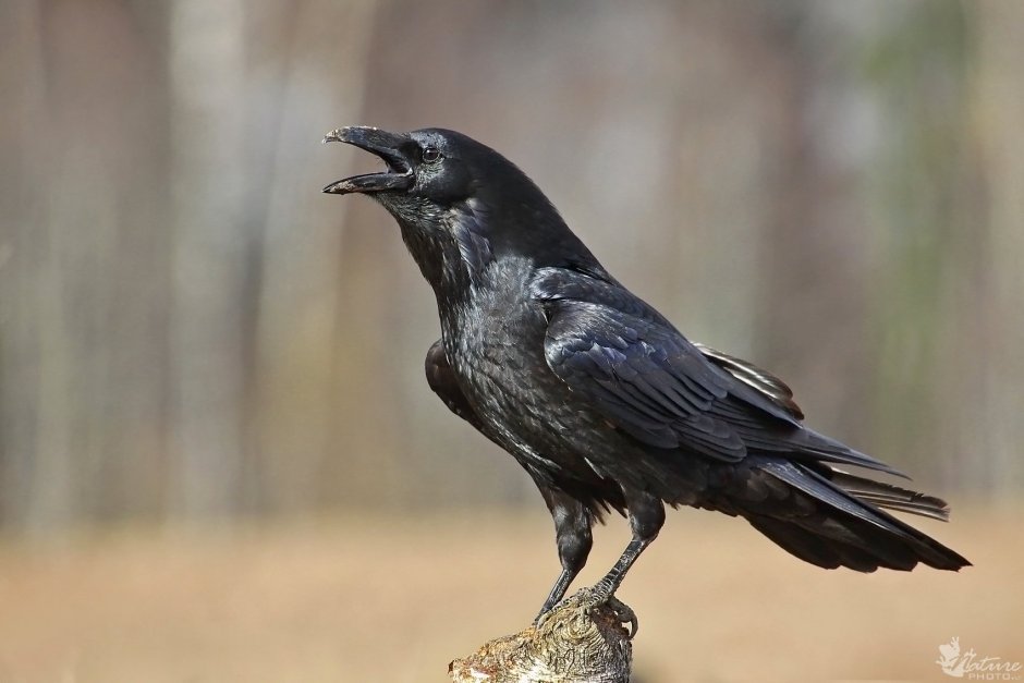 Гордый ворон