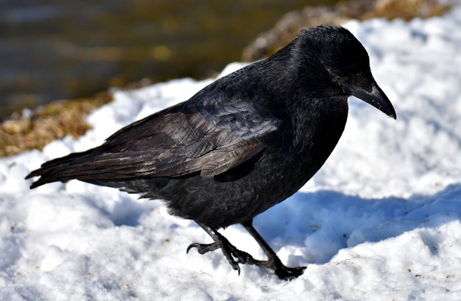 Бангайская ворона