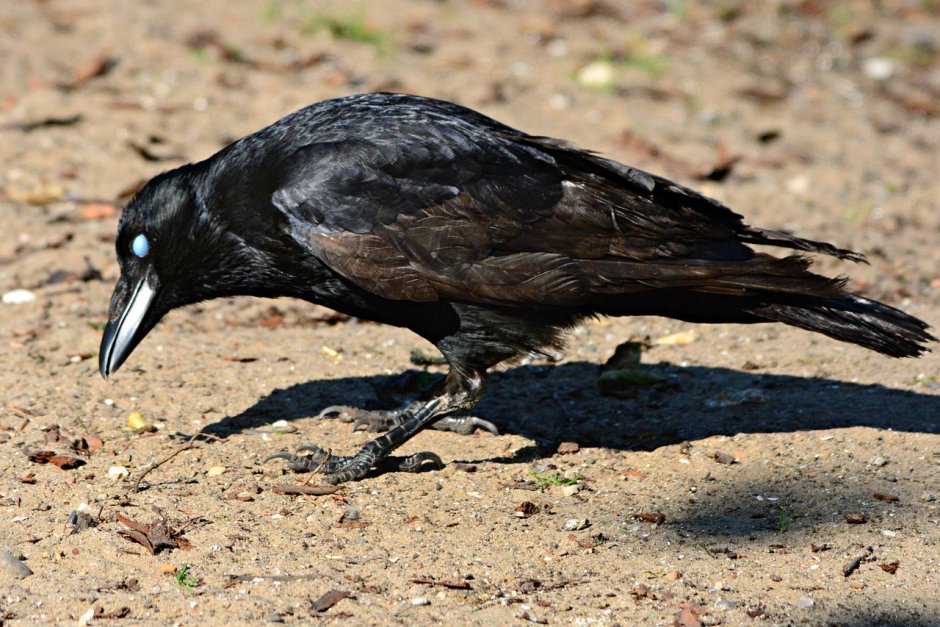 Черный ворон Corvus Corax