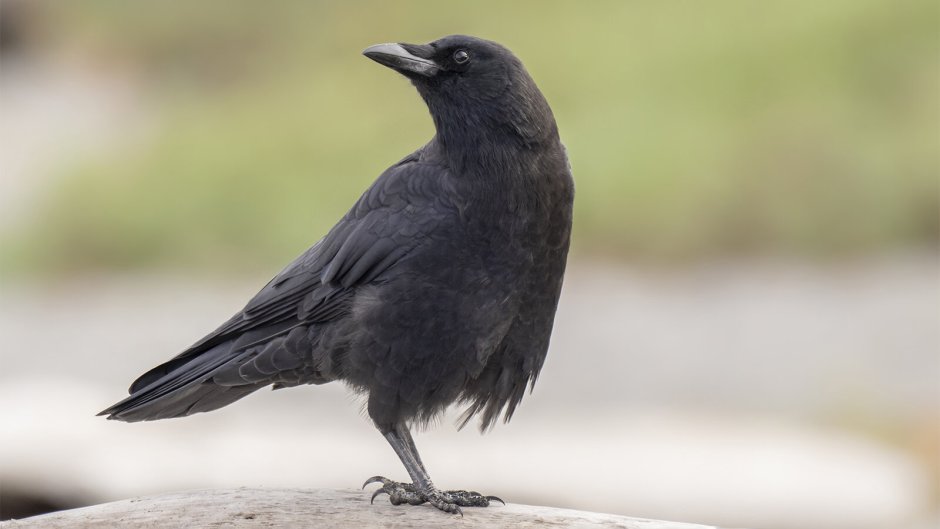 Лесная ворона