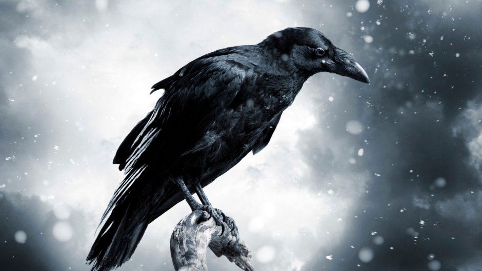 Ворона в профиль
