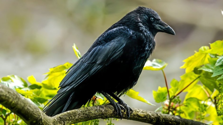 Ворона обыкновенная