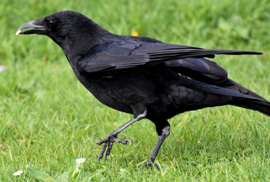 Corvus splendens