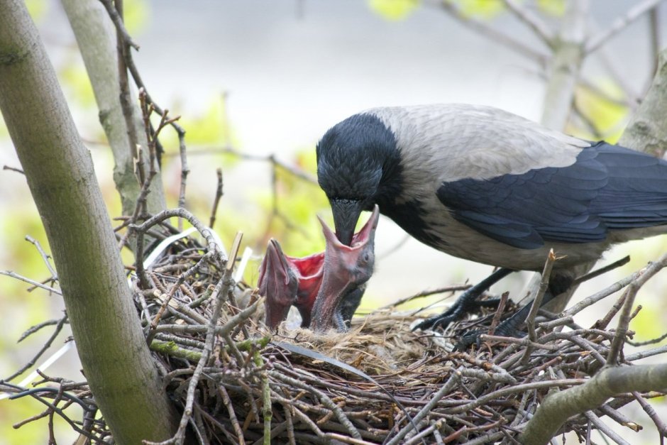 Сердитая Галка