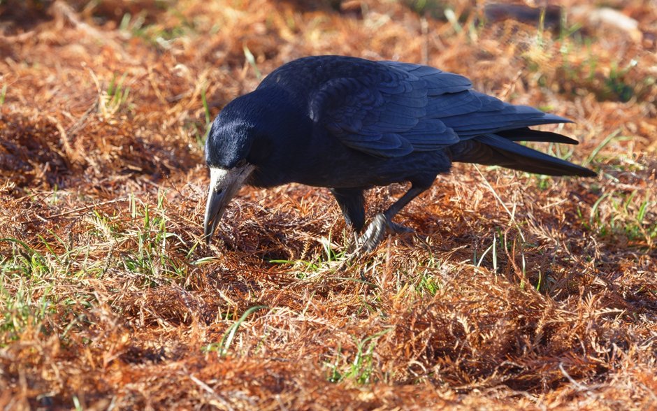 Ворона зимой