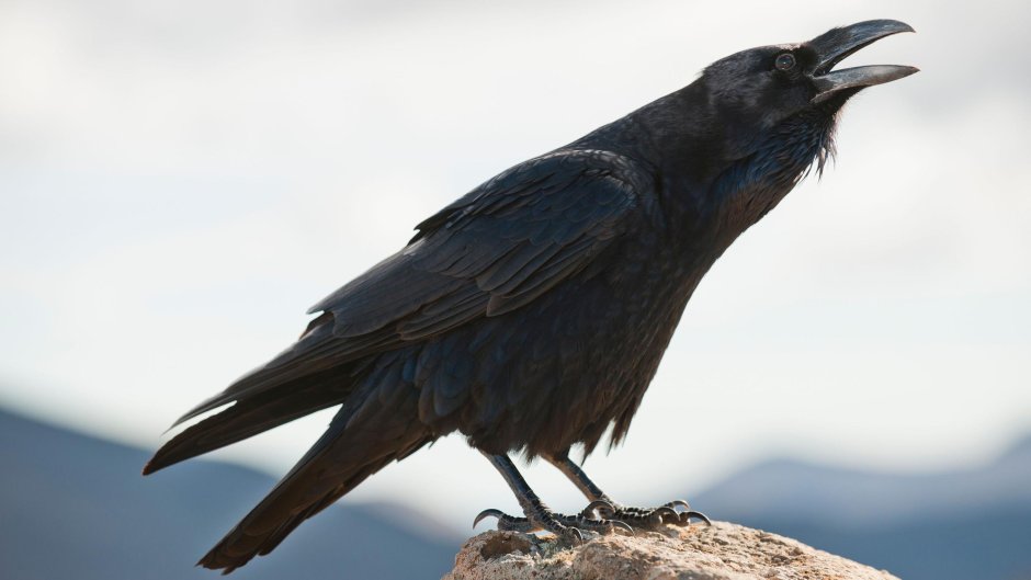 Ворон с открытым клювом