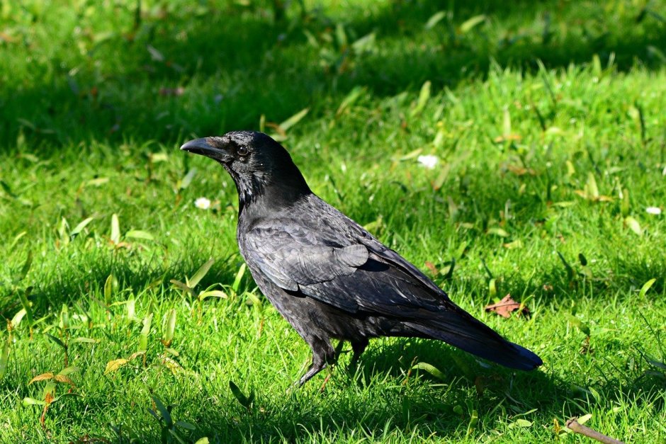 Грач (Corvus frugilegus)
