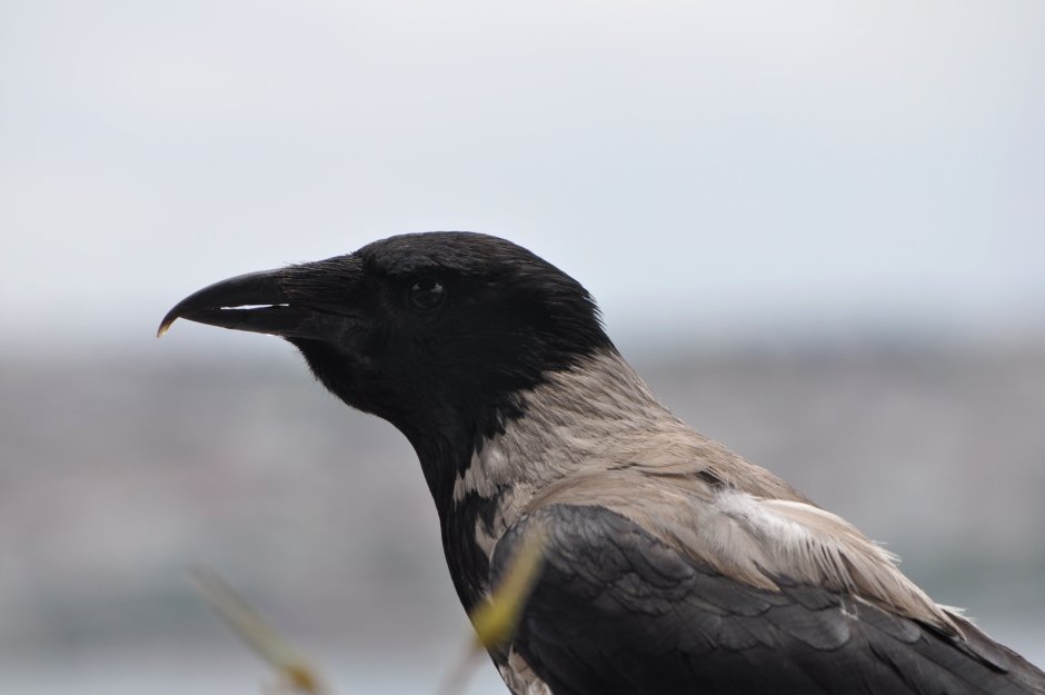 Черная крупная птица Стамбул