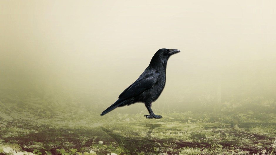 Ворон ворона Грач Галка отличия