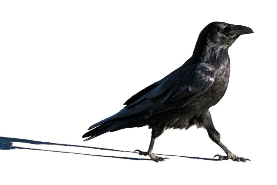 Любопытная ворона