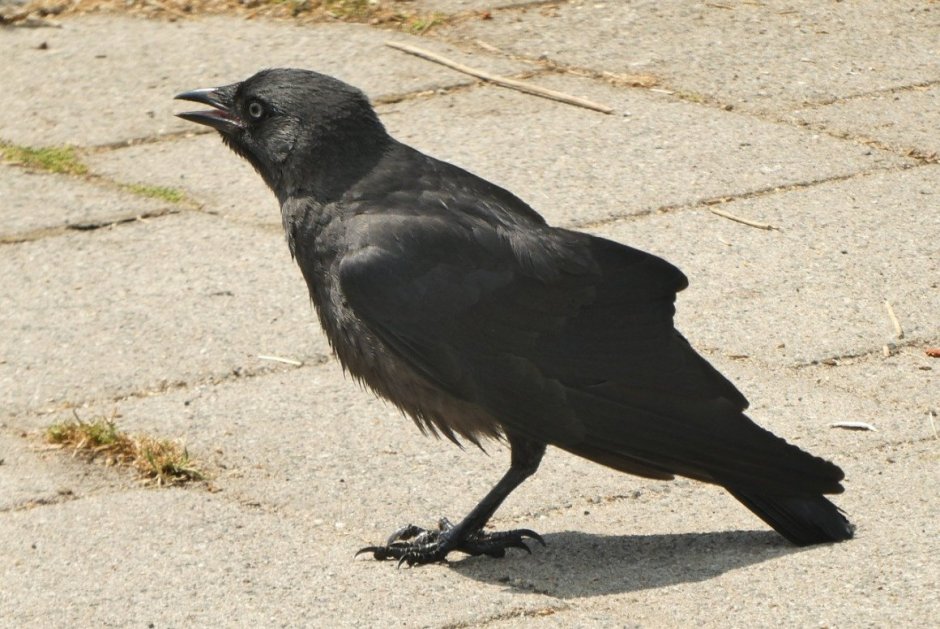 Карга Хегетс