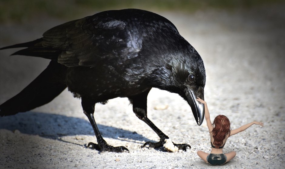 Черная карга