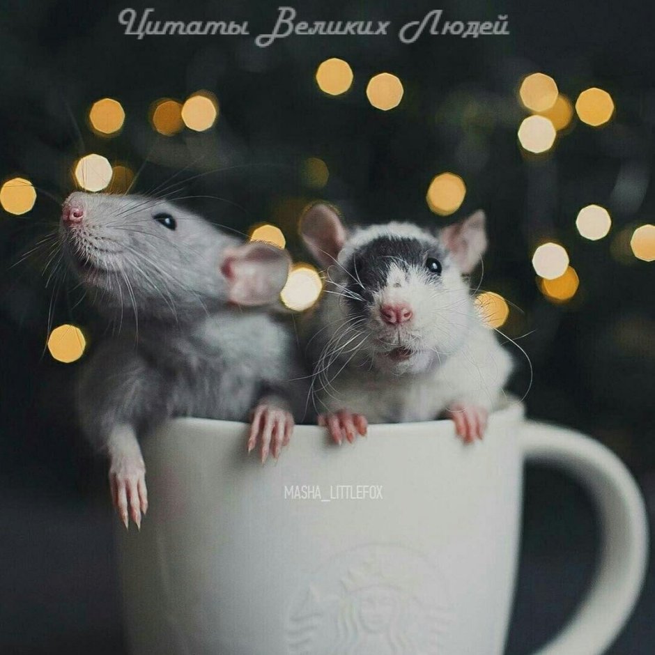 Крысы Эстетика