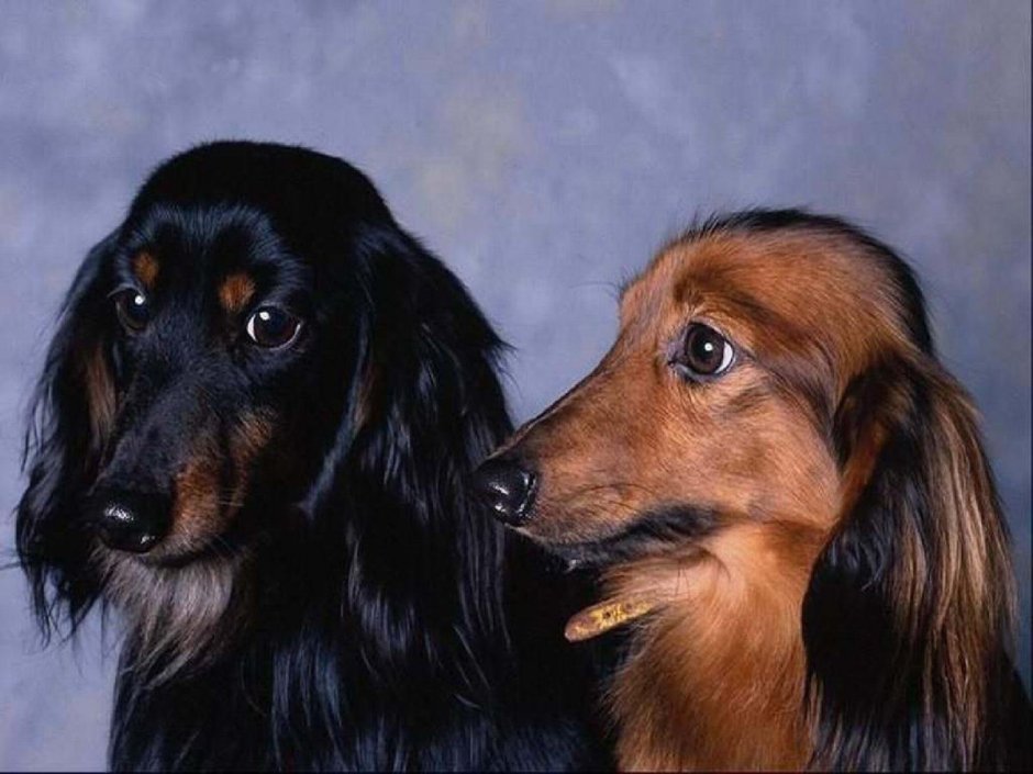 Такса длинношерстная кроличья черная