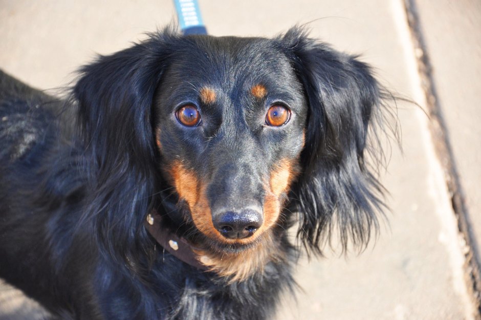 Такса длинношерстная черная