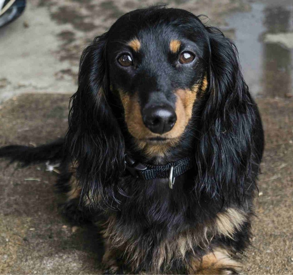 Кокер спаниель и длинношерстная такса