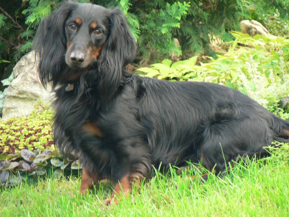 1. Длинношерстная такса