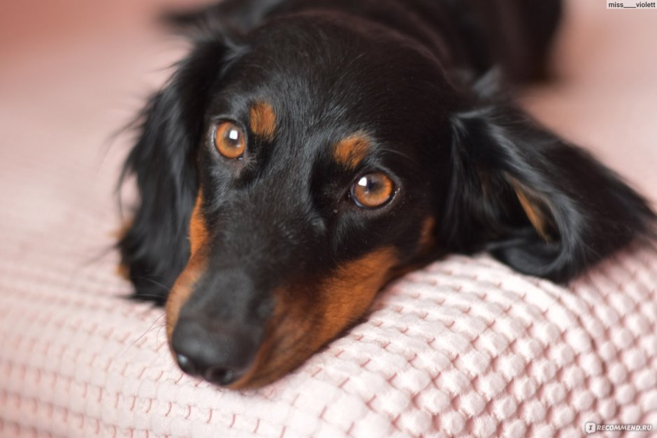 Такса длинношерстная черная