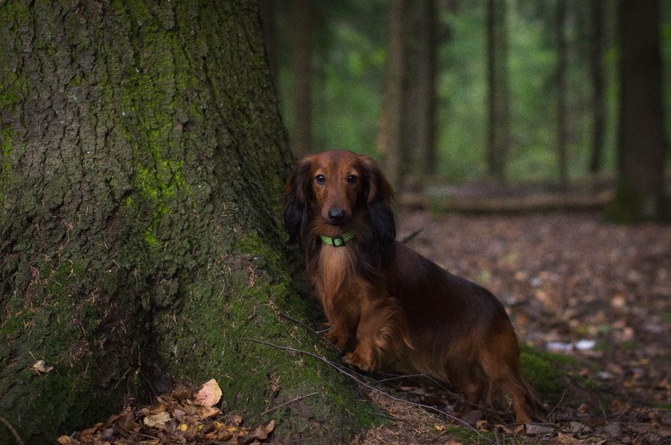 Длинношерстная такса предок