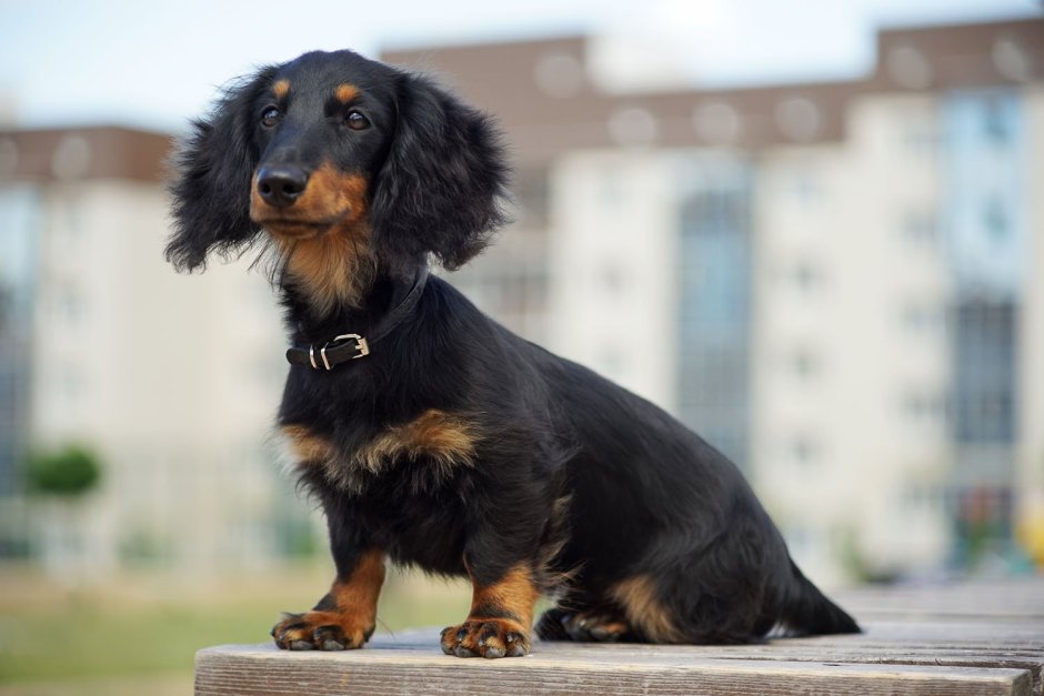 Такса длинношерстная