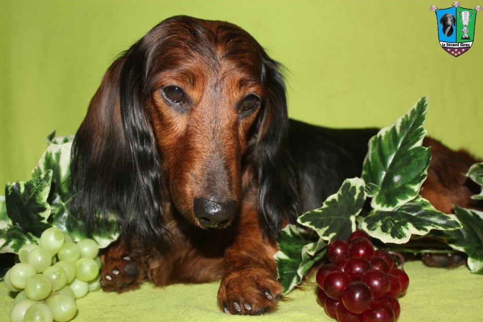 Такса длинношерстная