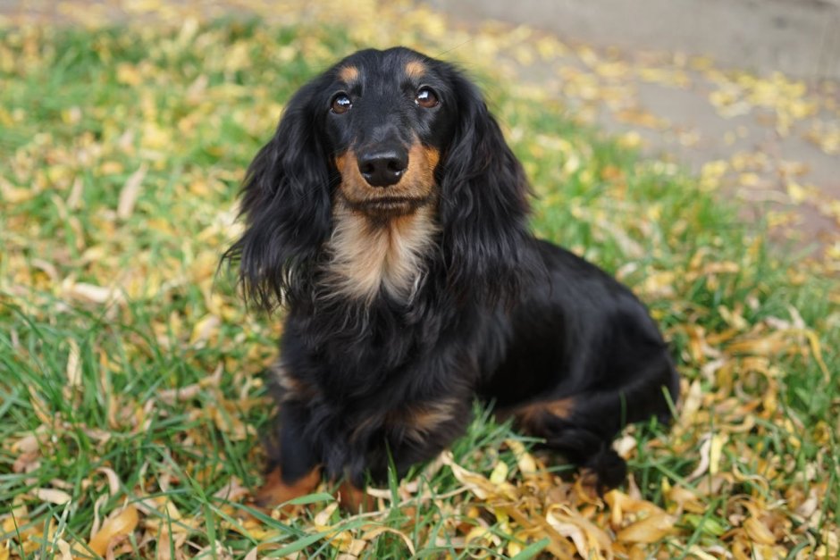 Таксы среднешерстные