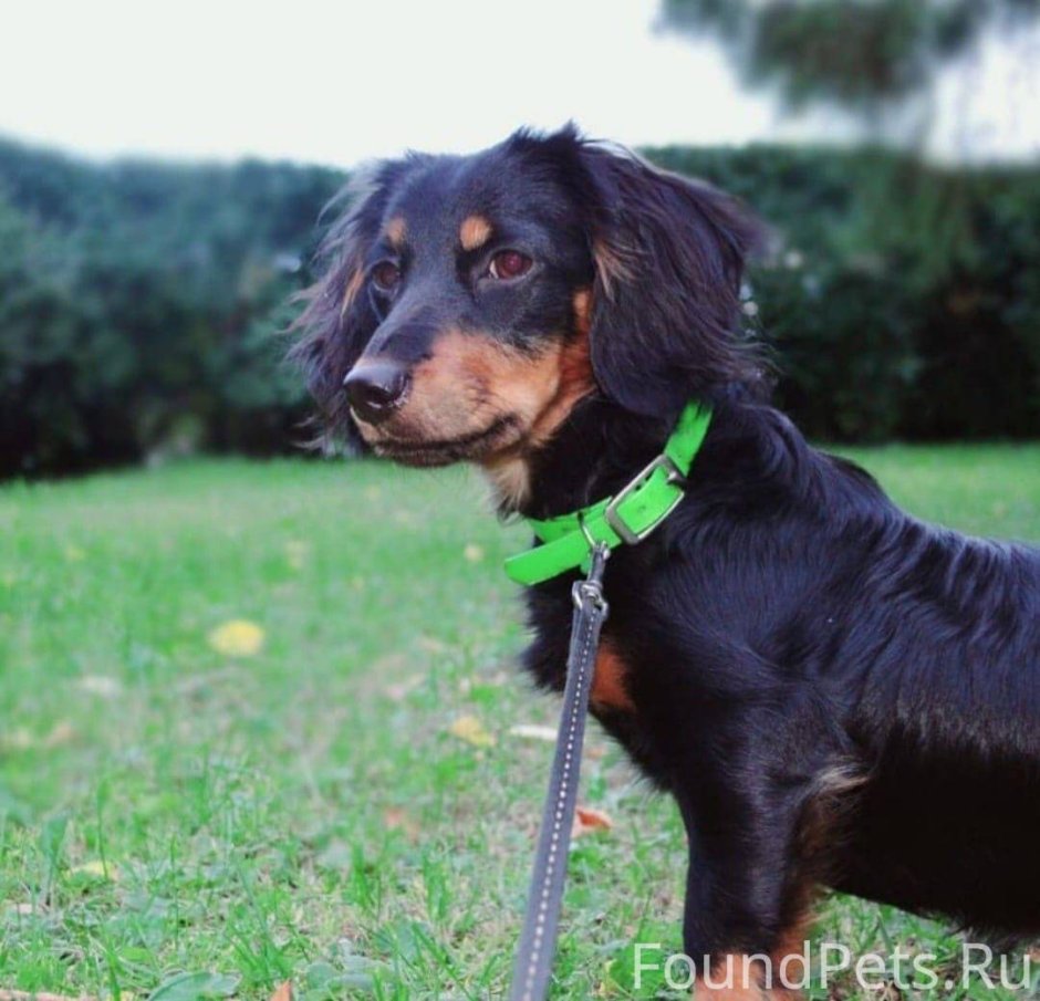 Такса длинношерстная