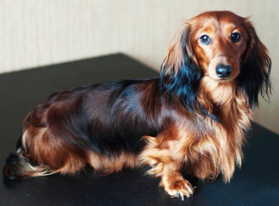 Такса Гудвин