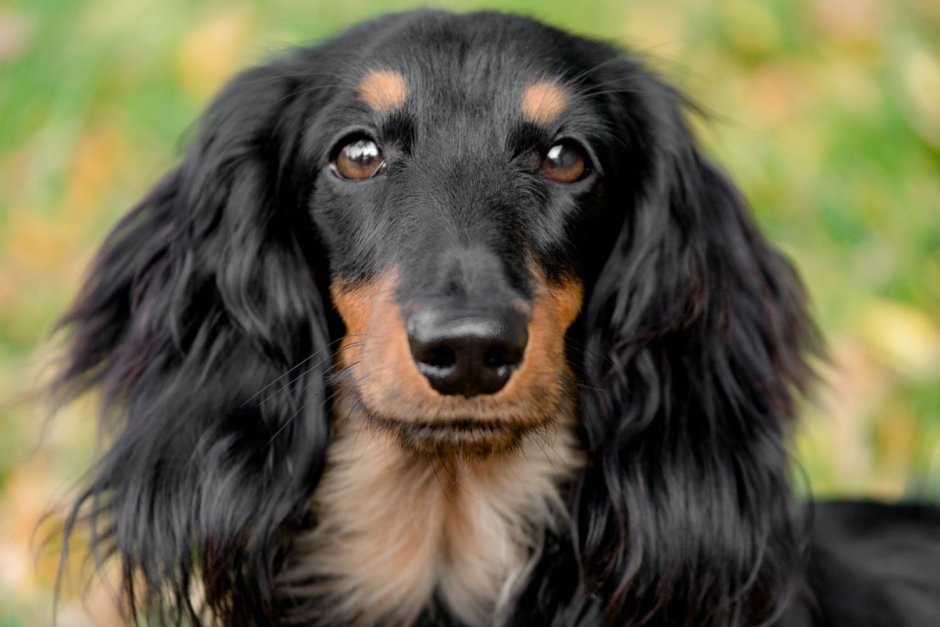 1. Длинношерстная такса