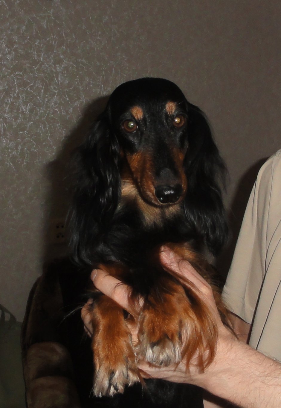 Такса длинношерстная черная