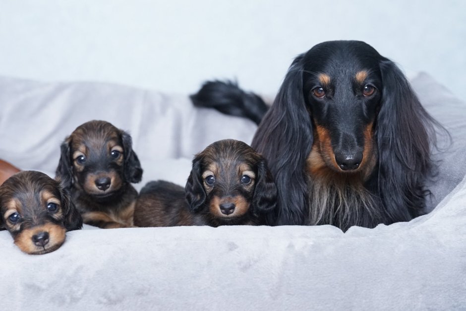 Такса спаниель