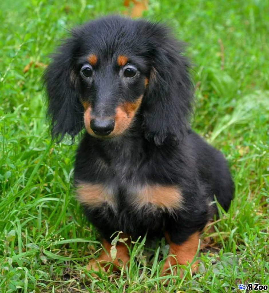 Такса длинношерстная