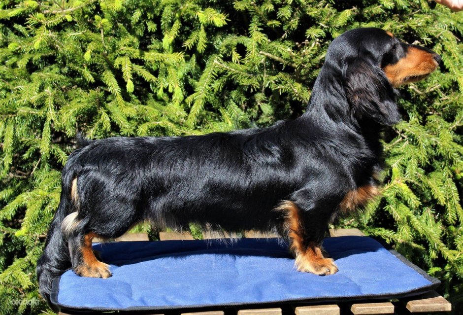 Такса миниатюрная длинношерстная