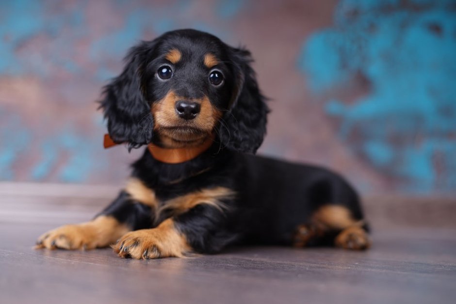 Такса собака длинношерстная