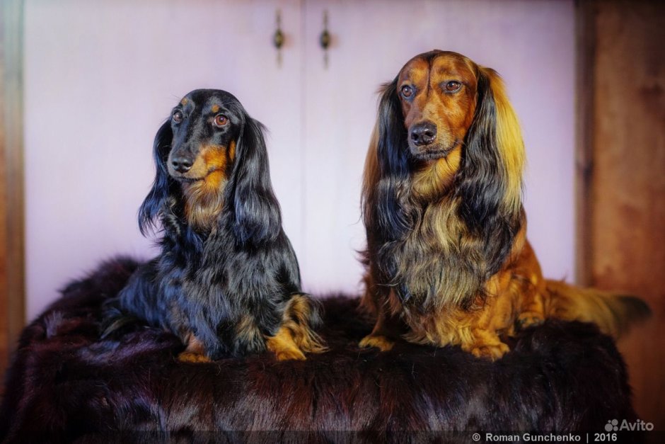 Щенок таксы длинношерстной