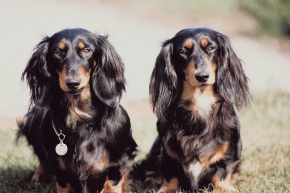 Щенок с мамой длинношерстная такса