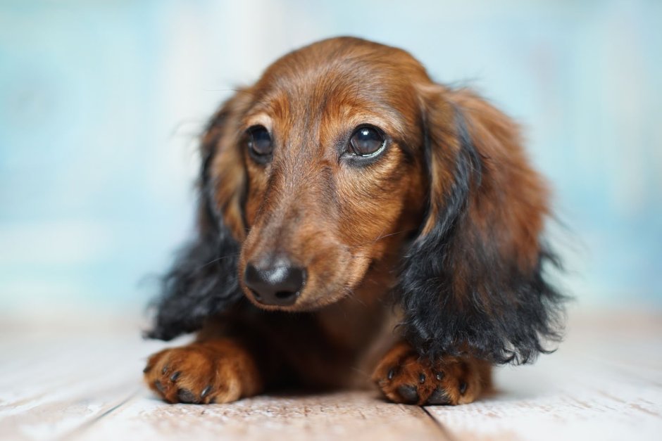 Черный длинношерстной таксы зимой фото