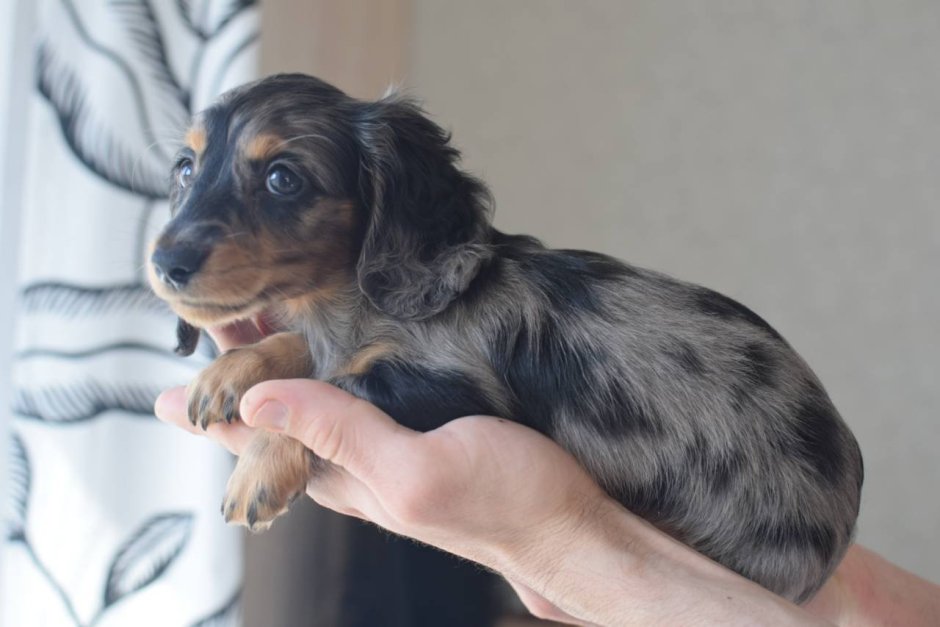 Такса длинношерстная кроличья черная