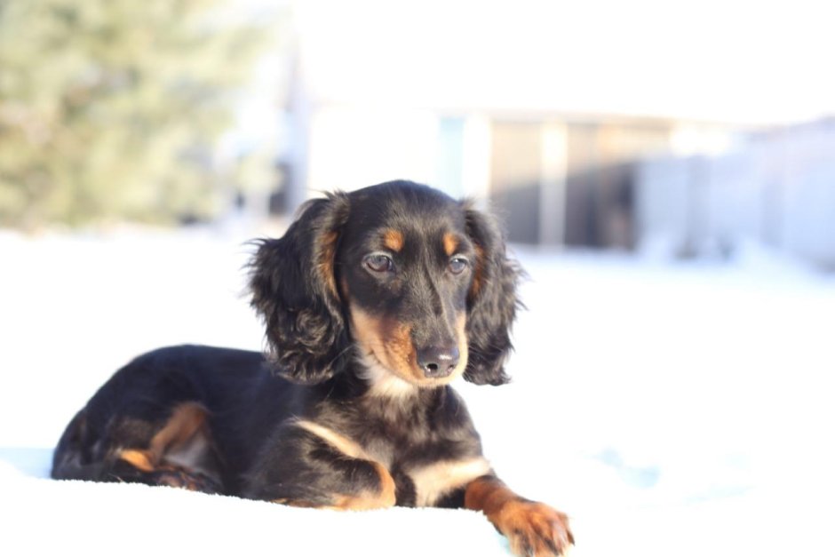 Такса длинношерстная