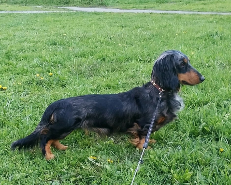 Такса длинношерстная черная с белым