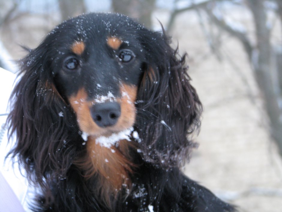 Метис длинношерстной таксы
