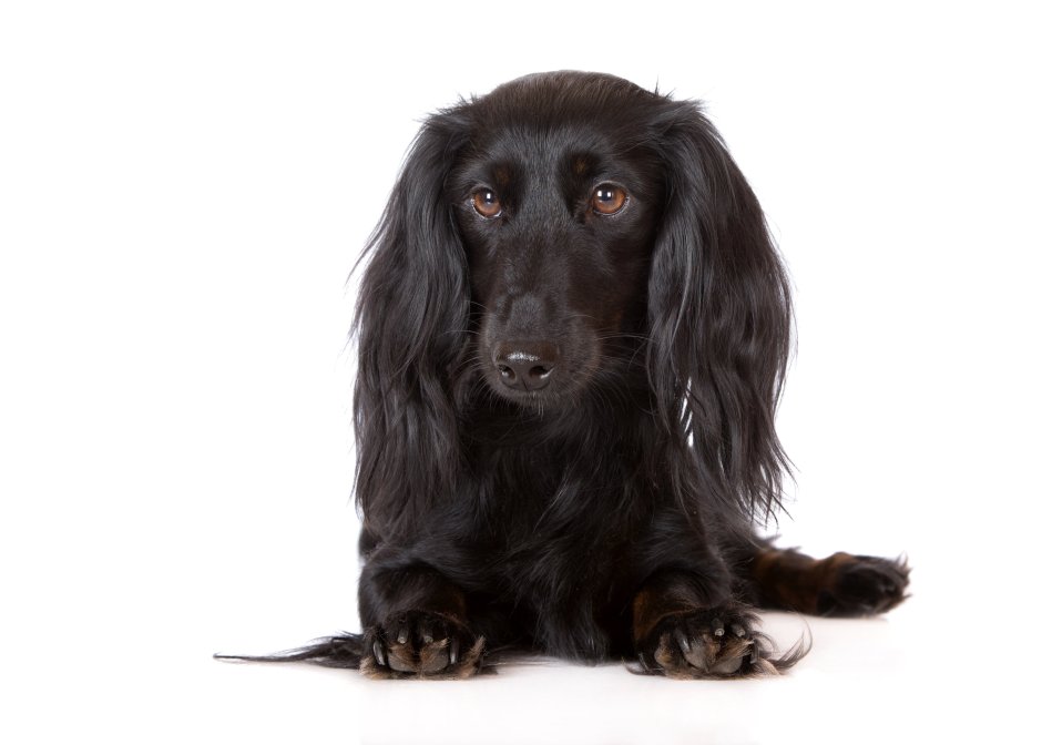 Такса собака